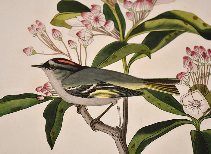 Colour painting of small bird on a branch, close up