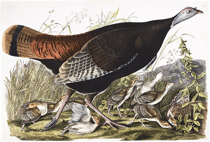 Dinde et dindonneaux, planche VI, dans la collection Birds of America d'Audubon à la Bibliothèque du Parlement