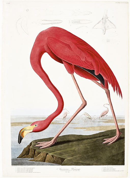American Flamingo, plate CCCCXXXI