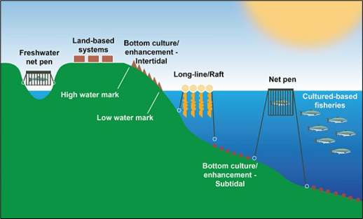 This graphic depicts four main types of aquaculture: freshwater net pen and land-based systems; bottom culture shellfish operations in intertidal zones; long-lines, net pens and restocking operations in open water; and bottom culture shellfish grow-out areas in subtidal zones.